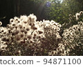 Dry flowers forest landscape. Dry flowers field, meadow. Sensual delicate beige background delicate dry aesthetic flower in the forest 94871100