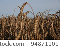 Field of wheat landscape. Natural fiel with spikelets Close up view. Rural summer nature background. 94871101