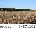Field of wheat landscape. Natural fiel with spikelets Close up view. Beautiful summer nature background. 94871102