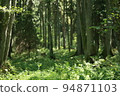 Natural forest of spruce trees, rustic green natural landscape, wild forest, mystic atmosphere in the forest 94871103