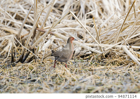 紅胸田雞 94871114