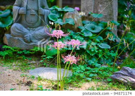 粉色簇孤挺花 Korinji Kanazawa 94871174