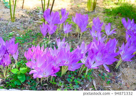 秋水仙花 香林寺 金澤 94871332