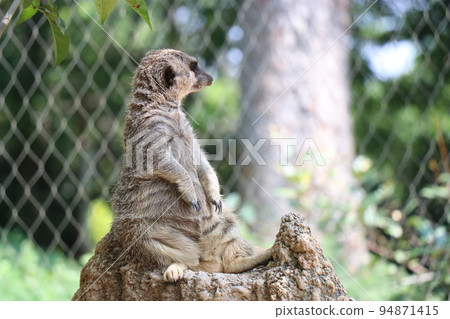 Tokiwa Park, Tokiwa Zoo, Meerkat 94871415