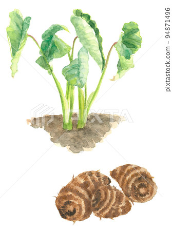 用水彩畫的芋頭葉子和收穫的芋頭插圖白背透明背景 用水彩畫的芋頭葉子和收穫的芋頭插圖白背透明背景 94871496