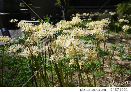 白簇孤挺花園 金澤香林寺 白簇孤挺花園 金澤香林寺 94871961