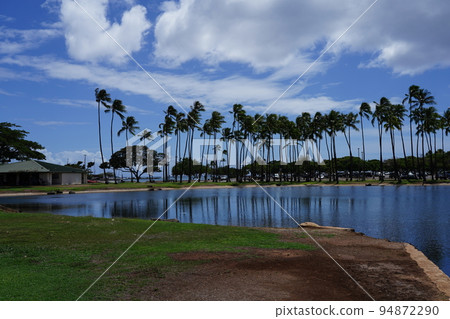 Hawaii Tropical tree 94872290