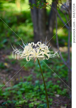 White amaryllis Autumn Korinji Kanazawa 94872334