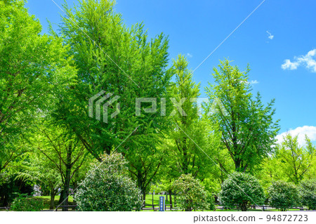 美麗的綠色廣場風景“縣廳周圍的風景”熊本縣廳 94872723
