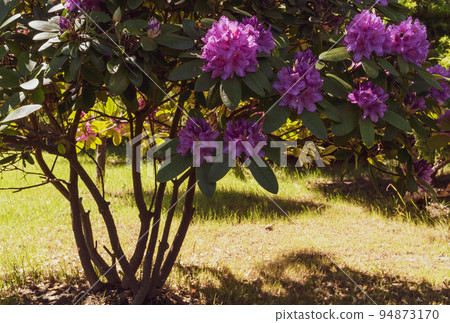 Rhododendron flowers in the summer garden Rhododendron flowers in the summer garden 94873170