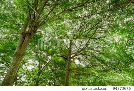 Bottom view of tree with green leaves in tropical forest. Ecosystem. Fresh environment in park. Green trees give oxygen in summer garden. Tree plantation for reduce carbon dioxide. Carbon offset. 94873676