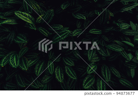 Closeup green leaves of tropical plant in garden. Dense dark green leaf with beauty pattern texture background. Green leaves for spa background. Green wallpaper. Top view ornamental plant in garden. 94873677