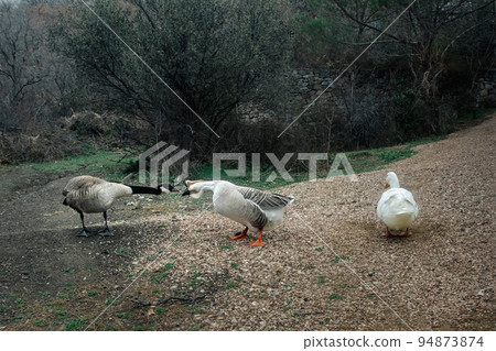 Pair of geese fighting in the park 94873874