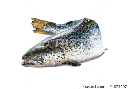 carcass of atlantic salmon, sea fish on white background. Sea fish, healthy food. Fresh raw salmon red fish isolated on white background. carcass of atlantic salmon, sea fish on white background. Sea fish, healthy food. Fresh raw salmon red fish isolated on white background. 94873907