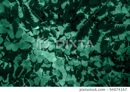 Natural cosmetics background. Shamrock Clover Natural dark Background. Plant and herb texture. Leafs green young fresh oxalis, shamrock, trefoil close-up. Green clover leaves for natural cosmetics Natural cosmetics background. Shamrock Clover Natural dark Background. Plant and herb texture. Leafs green young fresh oxalis, shamrock, trefoil close-up. Green clover leaves for natural cosmetics 94874167