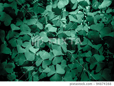 Shamrock Clover Natural dark Background. Natural green background. Plant and herb texture. Green clover leaves for natural cosmetics Shamrock Clover Natural dark Background. Natural green background. Plant and herb texture. Green clover leaves for natural cosmetics 94874168