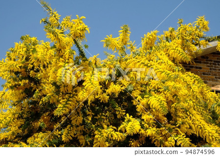 Mimosa in front of the eaves blooming in the blue sky [Tsukui, Sagamihara City, March] 94874596
