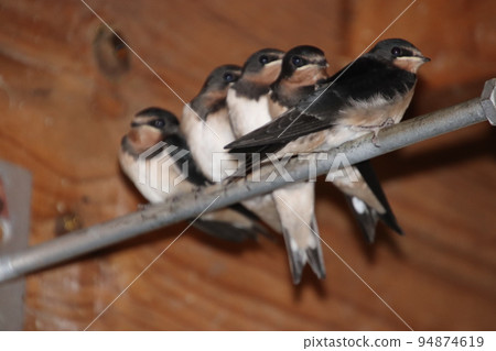 燕子等待父母鳥 燕子等待父母鳥 94874619
