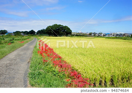 Cluster amaryllis blooms in Takatsuki rice fields and footpaths Cluster amaryllis blooms in Takatsuki rice fields and footpaths 94874684