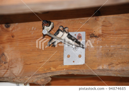 Swallow children waiting for parent birds Swallow children waiting for parent birds 94874685