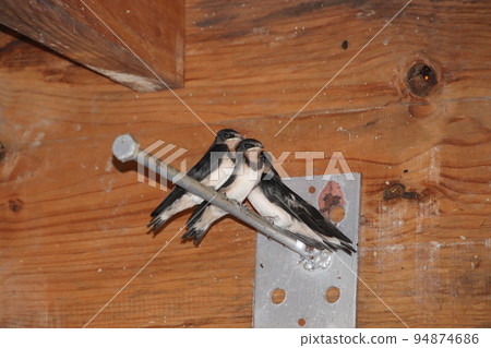 Swallow children waiting for parent birds Swallow children waiting for parent birds 94874686
