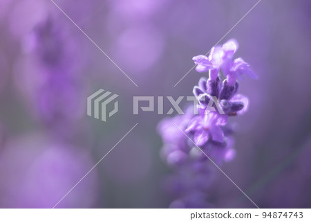 Lavender flower background with beautiful purple colors and bokeh lights. Blooming lavender in a field at sunset in Provence, France. Close up. Selective focus. Lavender flower background with beautiful purple colors and bokeh lights. Blooming lavender in a field at sunset in Provence, France. Close up. Selective focus. 94874743
