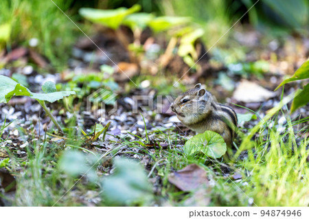 Tenguyama Chipmunk (Otaru City, Hokkaido) Tenguyama Chipmunk (Otaru City, Hokkaido) 94874946