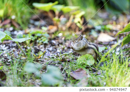 Tenguyama Chipmunk (Otaru City, Hokkaido) Tenguyama Chipmunk (Otaru City, Hokkaido) 94874947