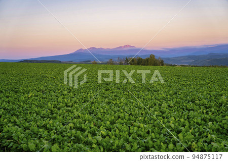 從北海道旭川的修吉之丘看黃昏的大雪山山脈旭岳 94875117