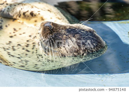 Landscape of the zoo: Spotted seals, Asahikawa, Hokkaido 94875148