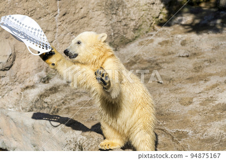 Scenery of the zoo Children of polar bears playing naughty Asahikawa City, Hokkaido 94875167