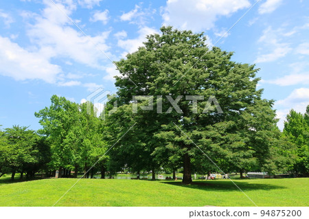 一棵大樹在公園裡 一棵大樹在公園裡 94875200