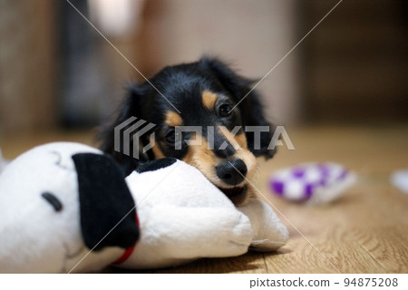 Miniature Dachshund 94875208