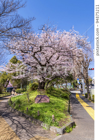新宿區富山公園的石碑和盛開的櫻花樹 94875211