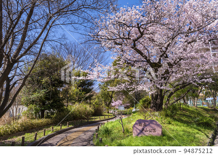 新宿區富山公園的石碑和盛開的櫻花樹 94875212