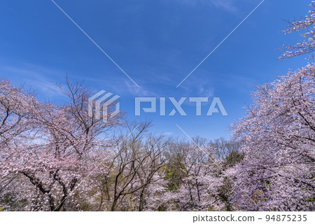 Toyama Park with cherry blossoms, view from Mt. Hakone Observatory 94875235