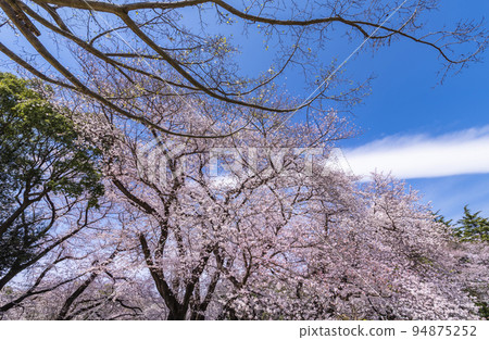 衣奴田公園的櫻花盛開 94875252