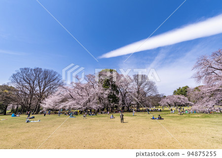 Scenery of Kinuta Park with cherry blossoms 94875255