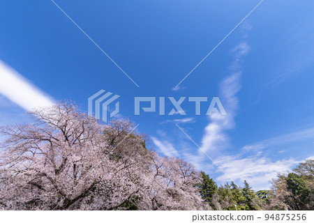 衣奴田公園的櫻花盛開 94875256