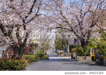 世田谷區瑜伽三條街上盛開的櫻花 94875264