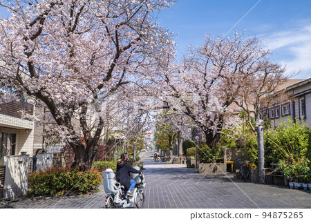世田谷區瑜伽三條街上盛開的櫻花 94875265