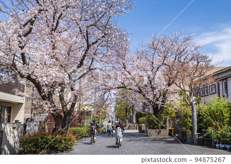 世田谷區瑜伽三條街上盛開的櫻花 94875267