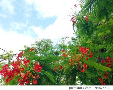 Hoougi 13 沖繩 Hoougi 13 沖繩 94875300