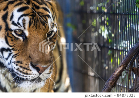 走在北海道旭川市附近的動物園東北虎的風景 走在北海道旭川市附近的動物園東北虎的風景 94875325