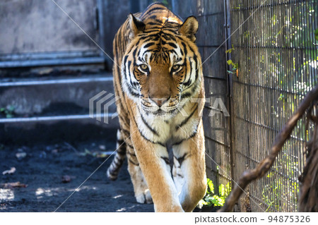 Landscape of the zoo Amur tiger walking around Asahikawa City, Hokkaido Landscape of the zoo Amur tiger walking around Asahikawa City, Hokkaido 94875326