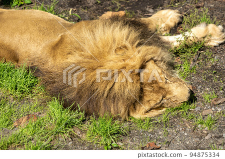 Landscape of the zoo A lion that never wakes Asahikawa City, Hokkaido Landscape of the zoo A lion that never wakes Asahikawa City, Hokkaido 94875334