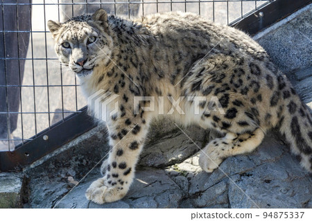 Scenery of the zoo A sitting snow leopard Asahikawa City, Hokkaido 94875337