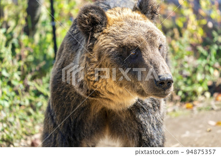Landscape of the zoo Ezo brown bear Asahikawa, Hokkaido 94875357