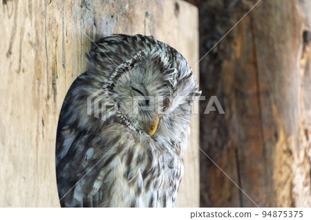 Landscape of the zoo Ezo Owl Hokkaido Asahikawa City 94875375