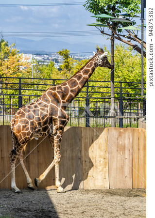 Landscape of the zoo Reticulated giraffe's face Asahikawa, Hokkaido Landscape of the zoo Reticulated giraffe's face Asahikawa, Hokkaido 94875382